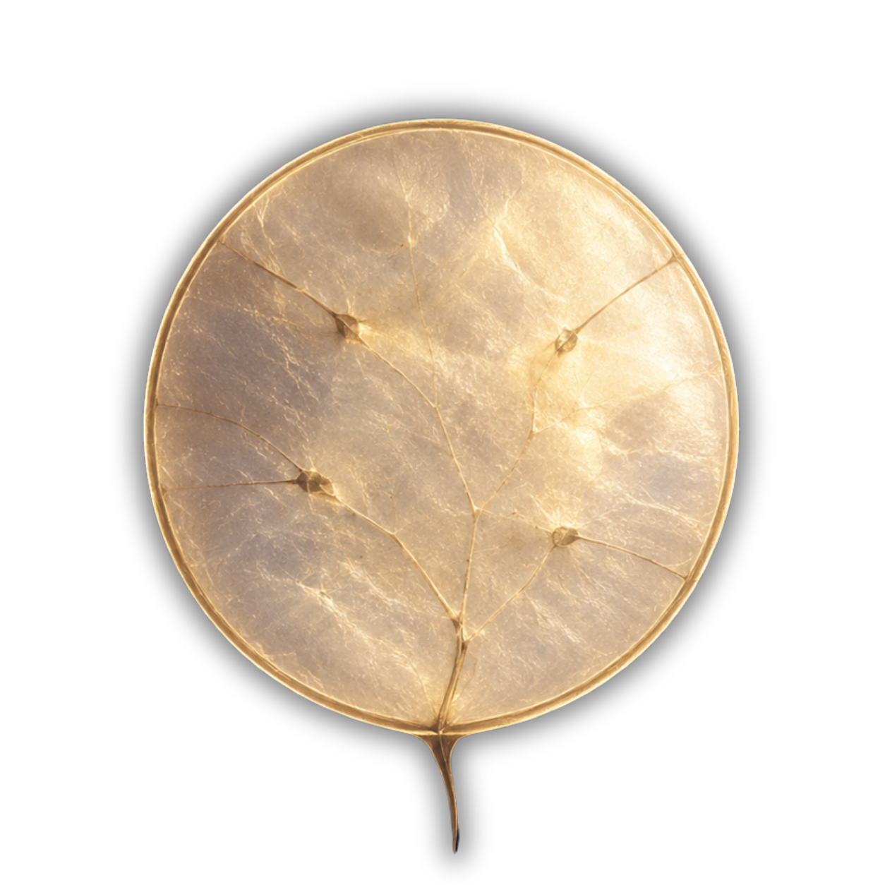 Lunaria